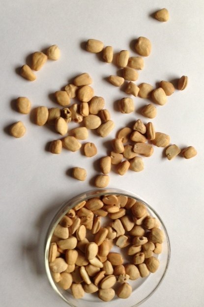 Tamarind Seeds, Packaging Type: Pp Bags, Packaging Size: 50g