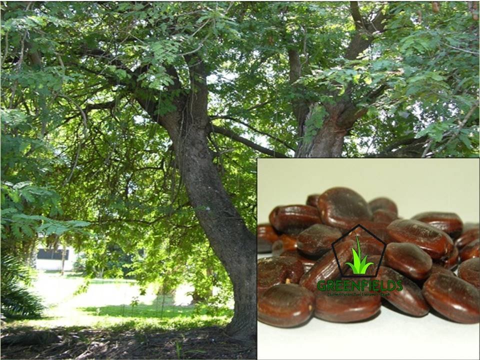 Imli Fruit Seed (Tamarindus Indica ), Pack Type: PP Bag