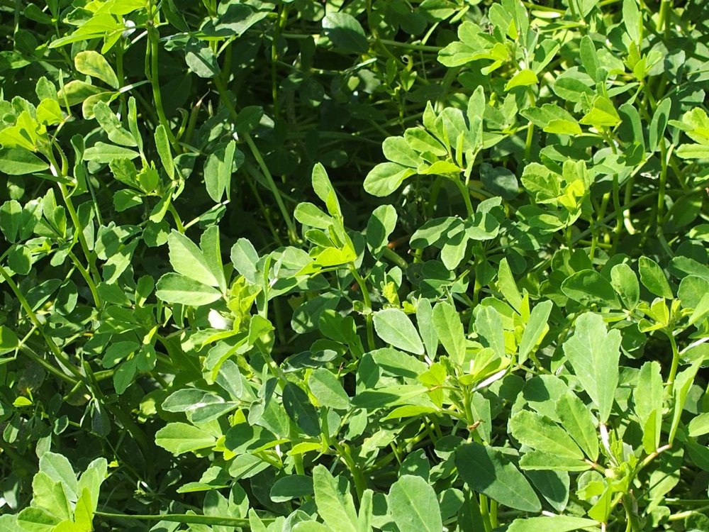 Trigonella Foenum Graecum (Fenugreek) Extract, Packaging Type: Polybag, Packaging Size: 5kg