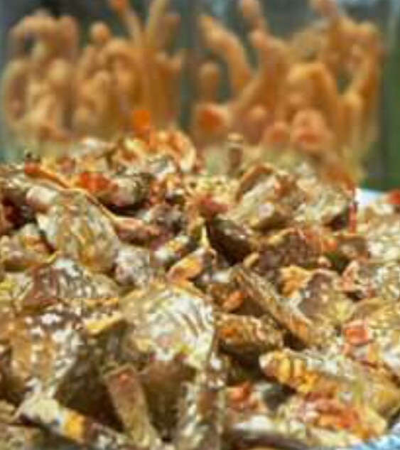 Cordyceps Mycelium