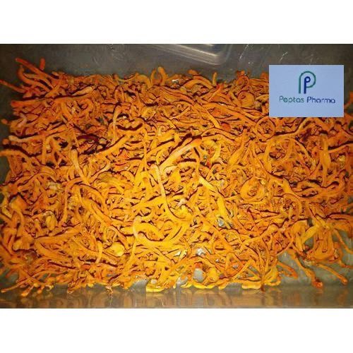 Cordyceps Sinensis Extract, Packaging Type: Packet