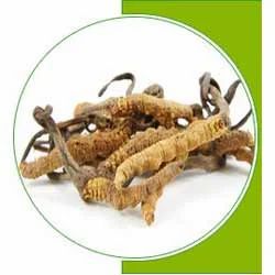 Cordyceps Extract Polysaccharides