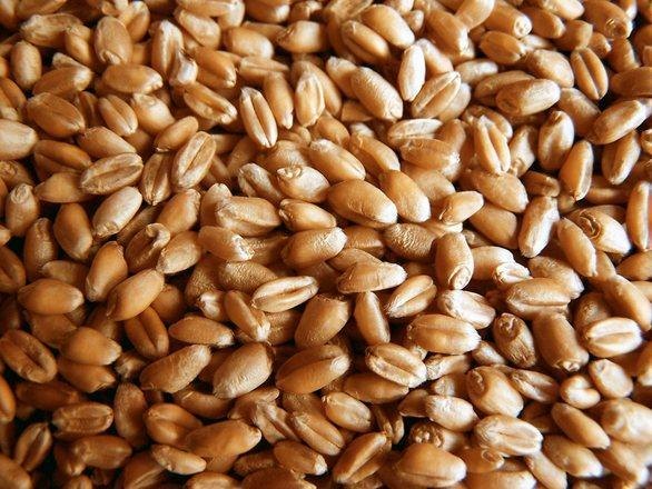 Wheat Protein Phytochemicals, Packaging Type: HDPE Drum
