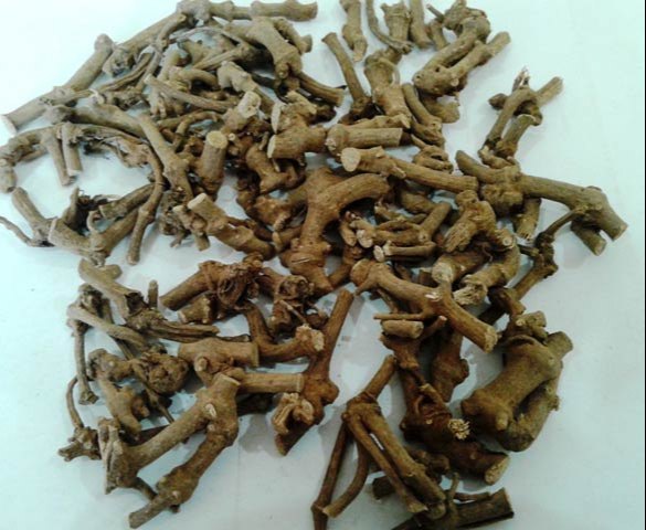 Pipla Mool - Piper Longum - Ganthoda - Long Pepper Root - Pipar Mool - Pippali Pipala Mool