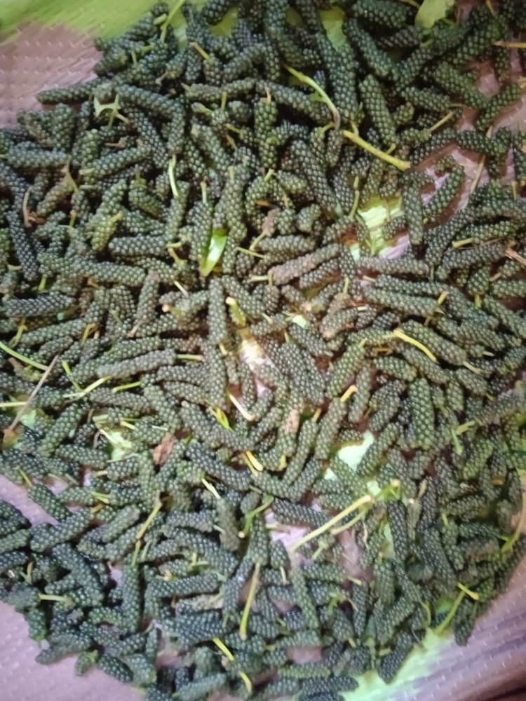 Long Pepper