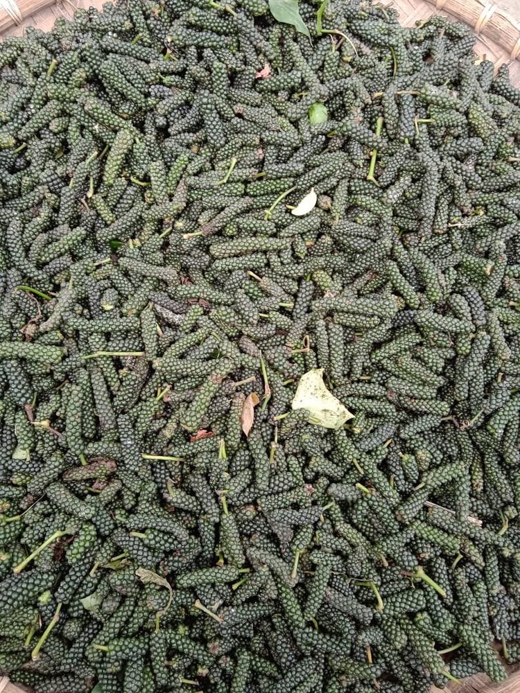Long pepper