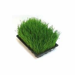 Barley Grass