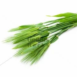 Barley Grass