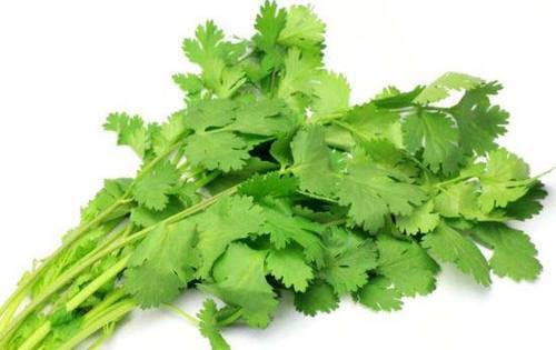 Green Powder Coriander Leaves, Helth suppliant, Packaging: Plastic Bag or Polythene