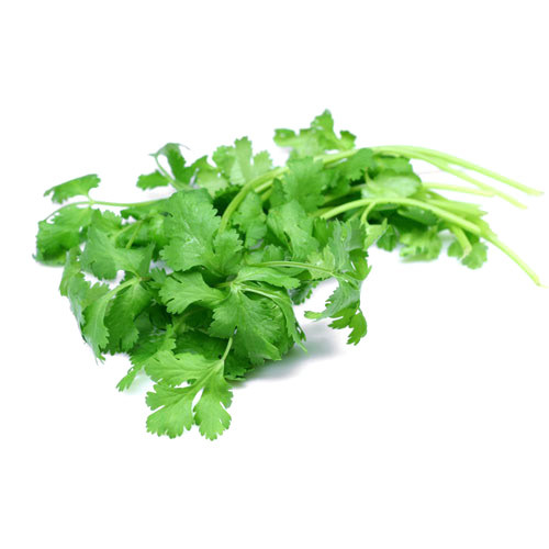 Coriander