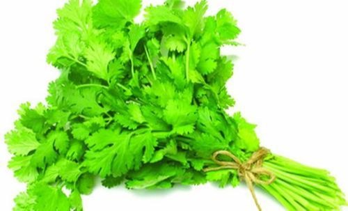 Green Coriander Leaf