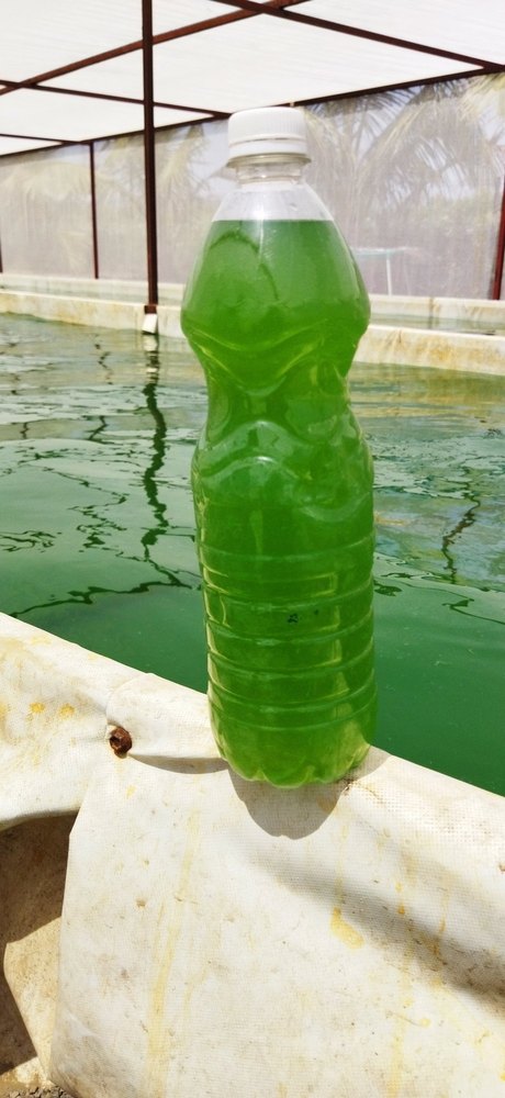 Spirulina Mother Culture, 1 litre