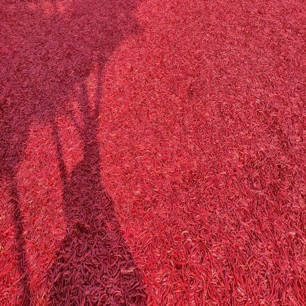 Teja Stemless Dried Red Chilli, Packaging: Loose, Telangana