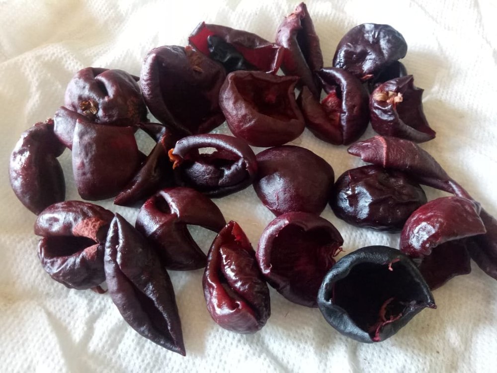 Garcinia Indica - Kokum - Malabar Tamarind - Kodupuli