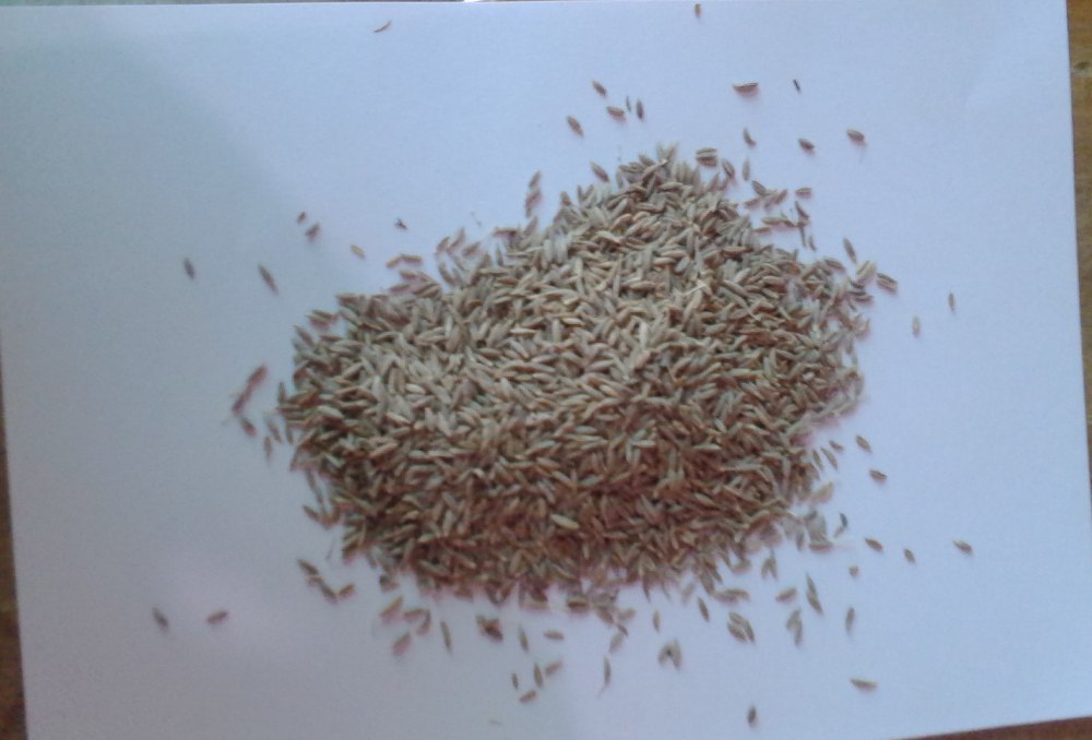 Raw White Cumin Seeds, Packaging: PP Bag