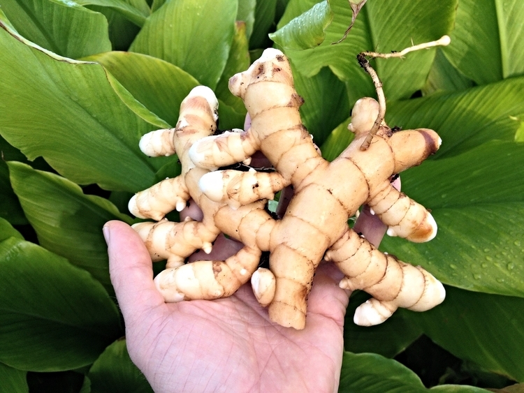 White Turmeric