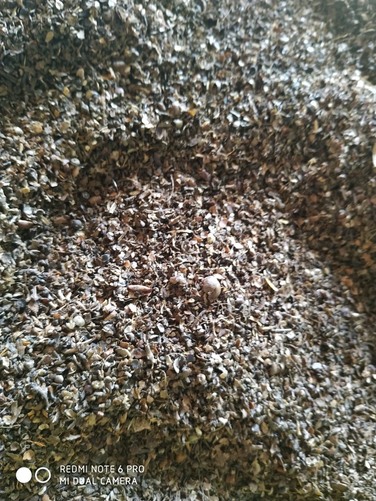 Black Pepper Husk
