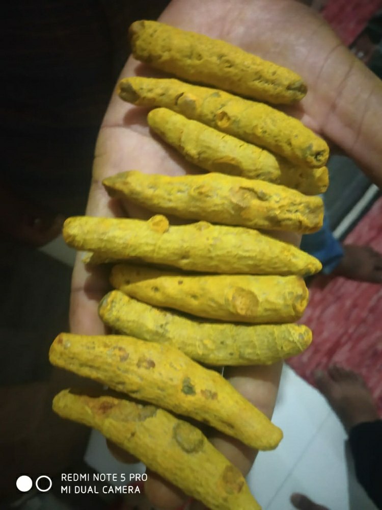 Halkund Turmeric Finger, 30 kg