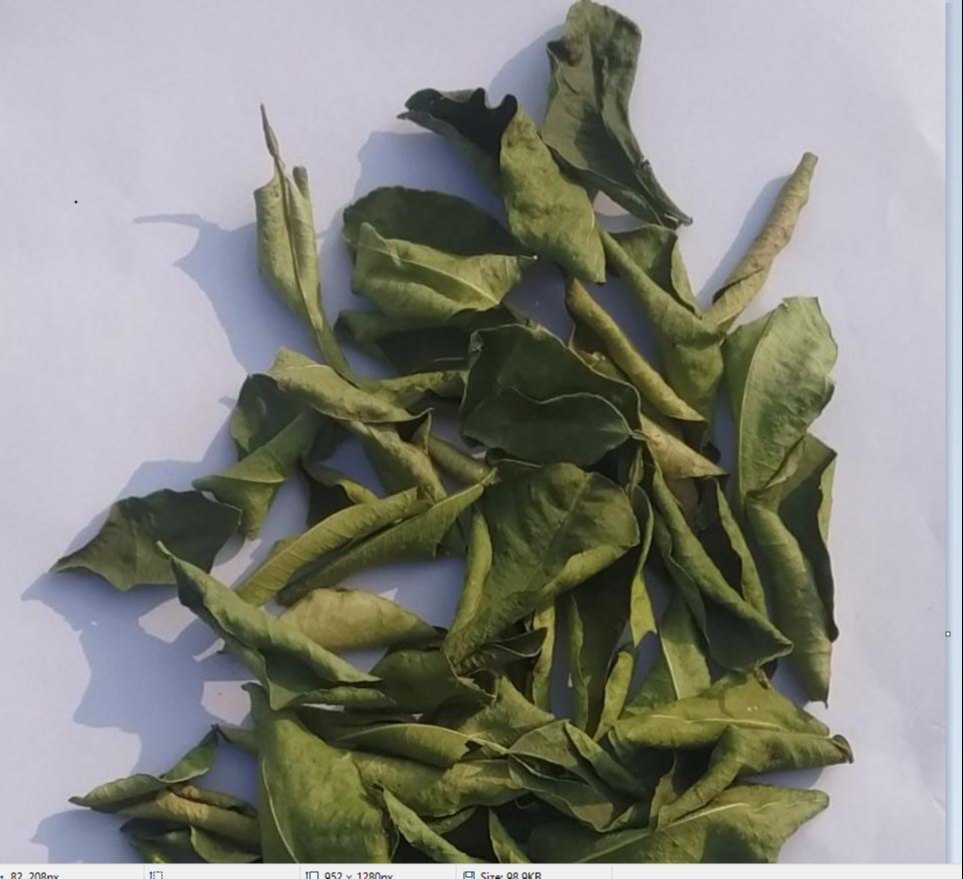 Green Solid Dried Lemon Leaves, Packaging Type: Bag, Packaging Size: 50g