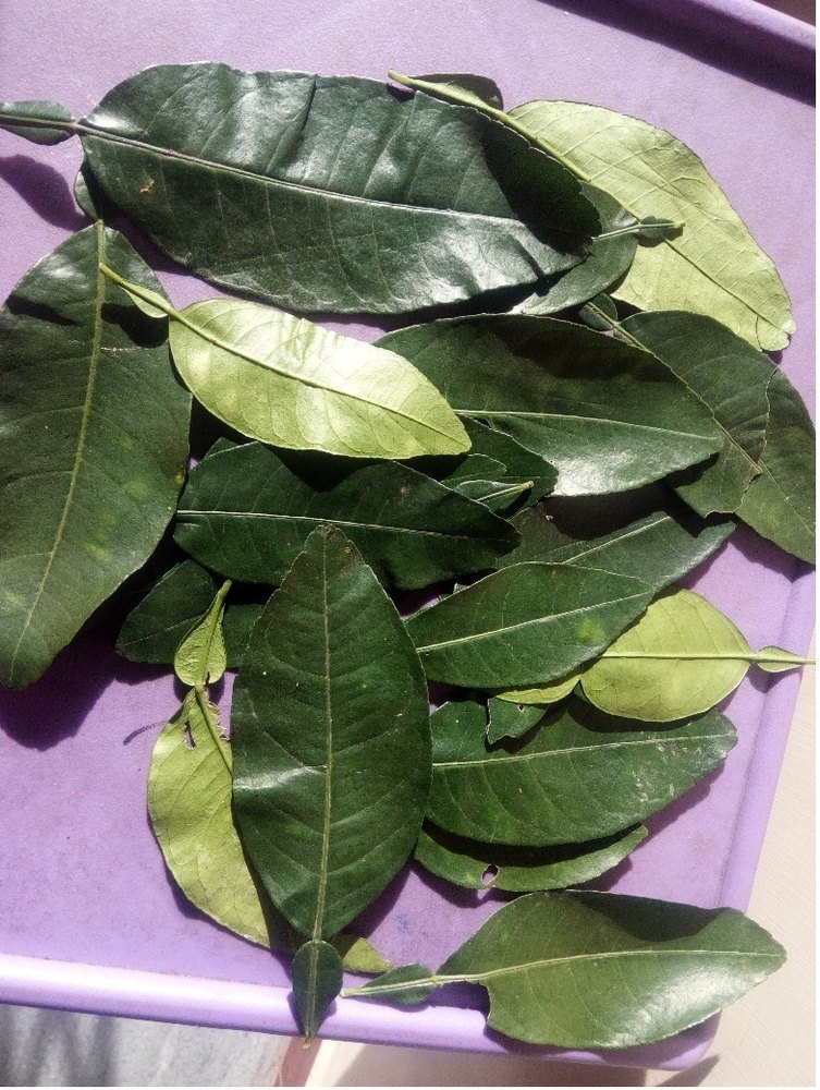 Kaffir Leaf