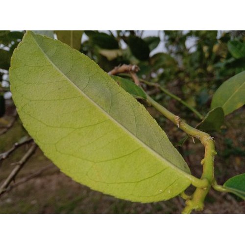 Fresh Lemon Leaf
