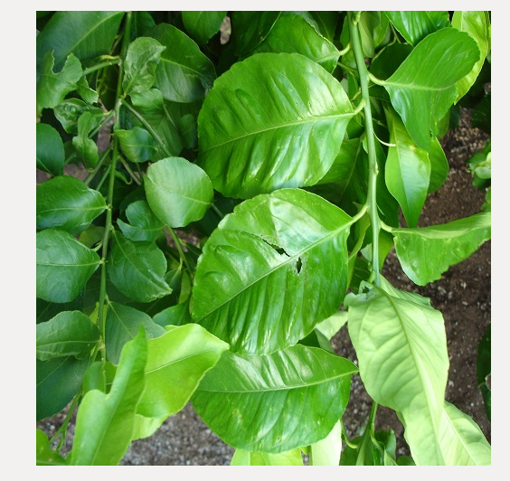 Lemon Leaf (1 kg)