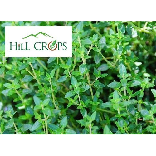 Thyme Leaves, For Medicinal, Grade Standard: Medicine Grade