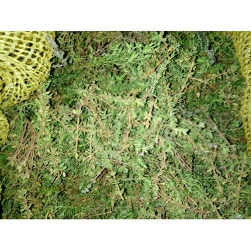 Fresh Thyme Leaves