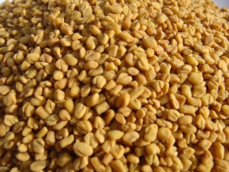 Fenugreek Seeds Medium Size