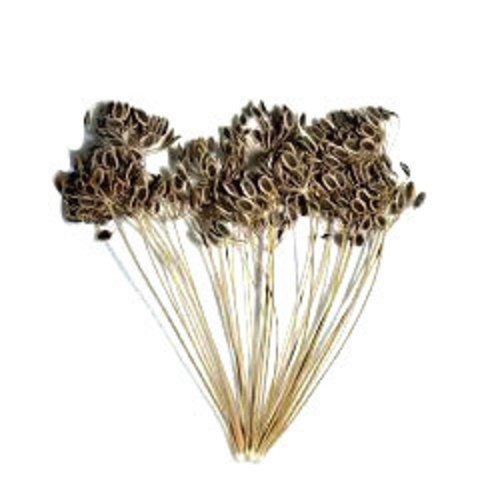 99.5% Mini Brown Dill Seed, For Medicinal, Agriculture, Packaging Type: HDPE Bag, PP Bag
