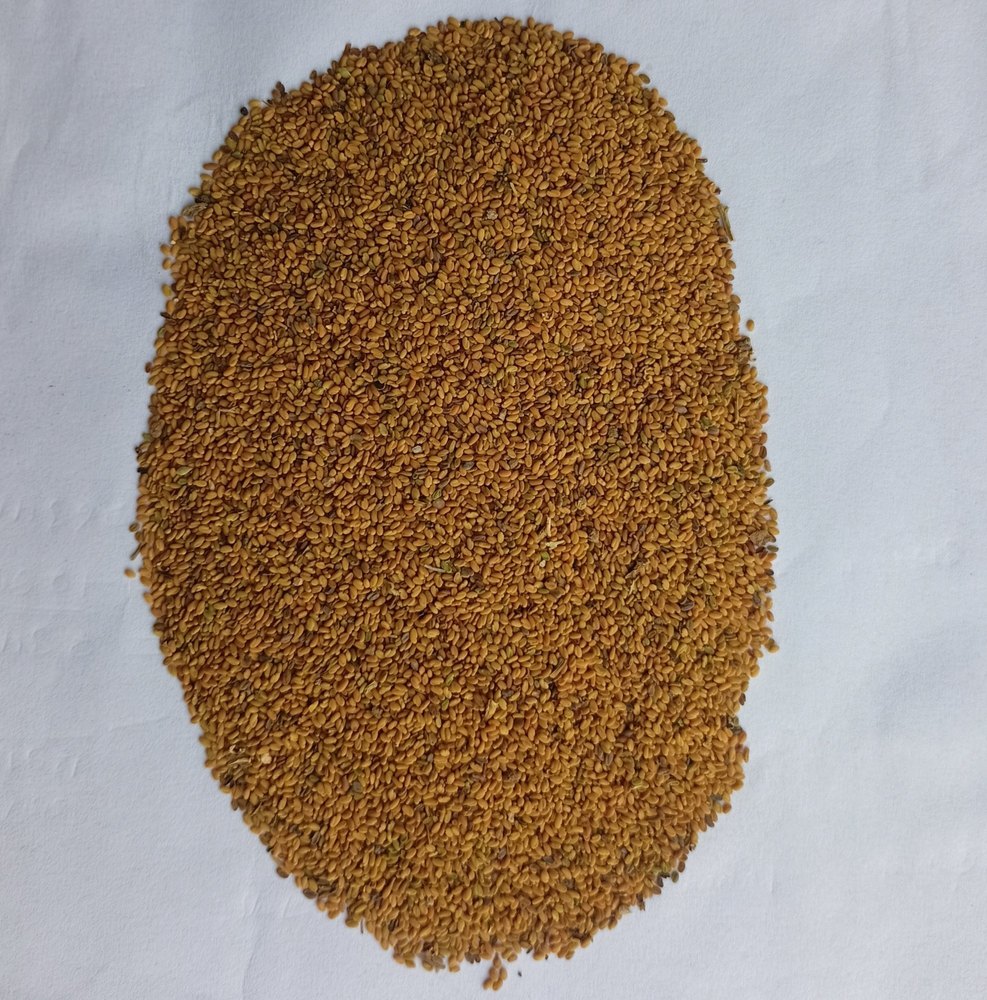Nagauri Kasuri Pan Methi Dried Fenugreek Seeds Nagaur Trigonella Foenum Greacum