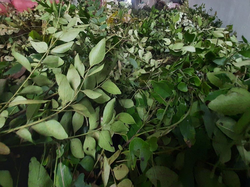 A Grade Dried Curry Leaves