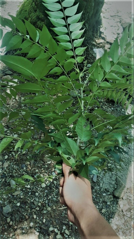 A Grade Dry Curry Leaves, Carton, Packaging Size: 10 Kg