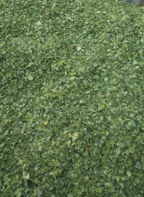 A Grade Green Kasuri Methi Leaves, Is It Dried: Dried, Packaging Size: 10kg