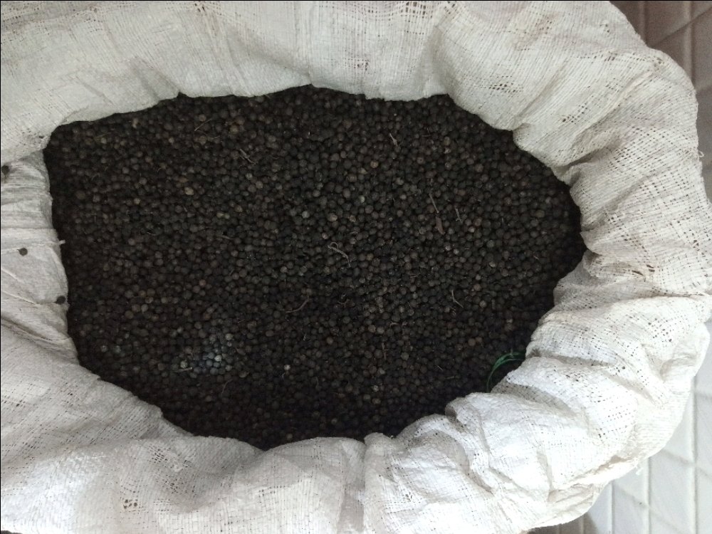Organic Shital Chini, Seeds