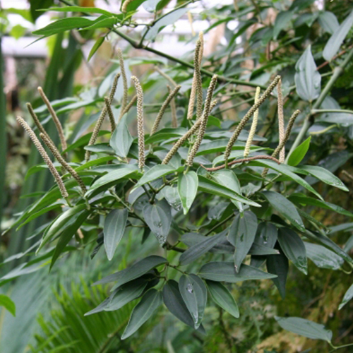 Piper Cubeba Seed