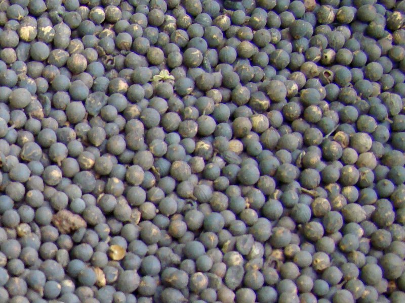 Embelia ribes DRY EXTRACT