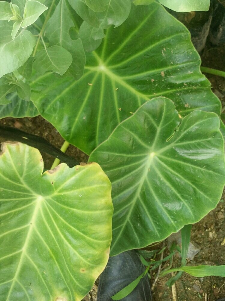 Laxmna kand, Size Available: Regular