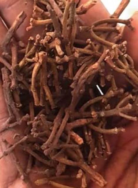 Clove Stem