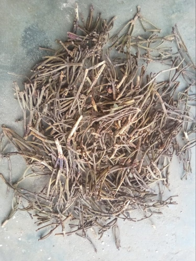 Clove Stem