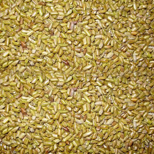 Semen Cassia Tora