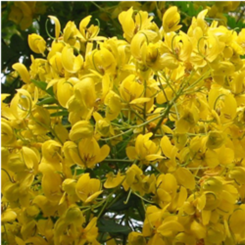 Cassia Tora