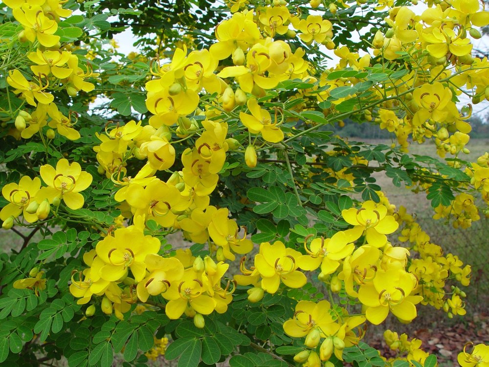 Cassia Tora