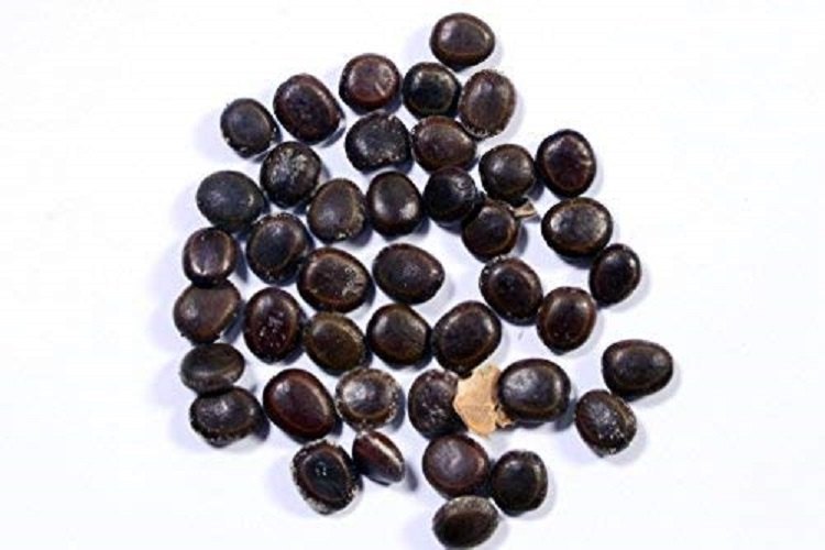Hauber - Juniper Berry - Hapusha - Abhal