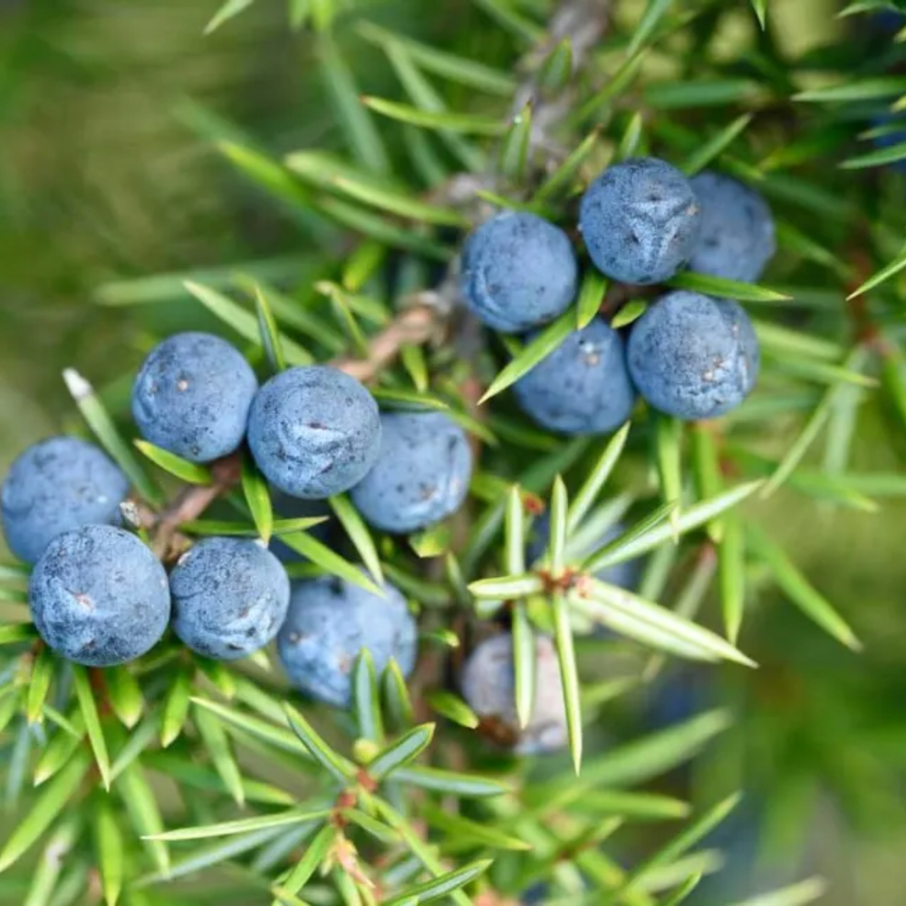 Juniper Berry Oil