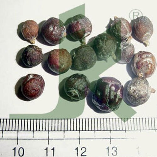 Juniperus Communis / Juniper Berry / Hauber