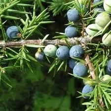 Juniper Berry CO2