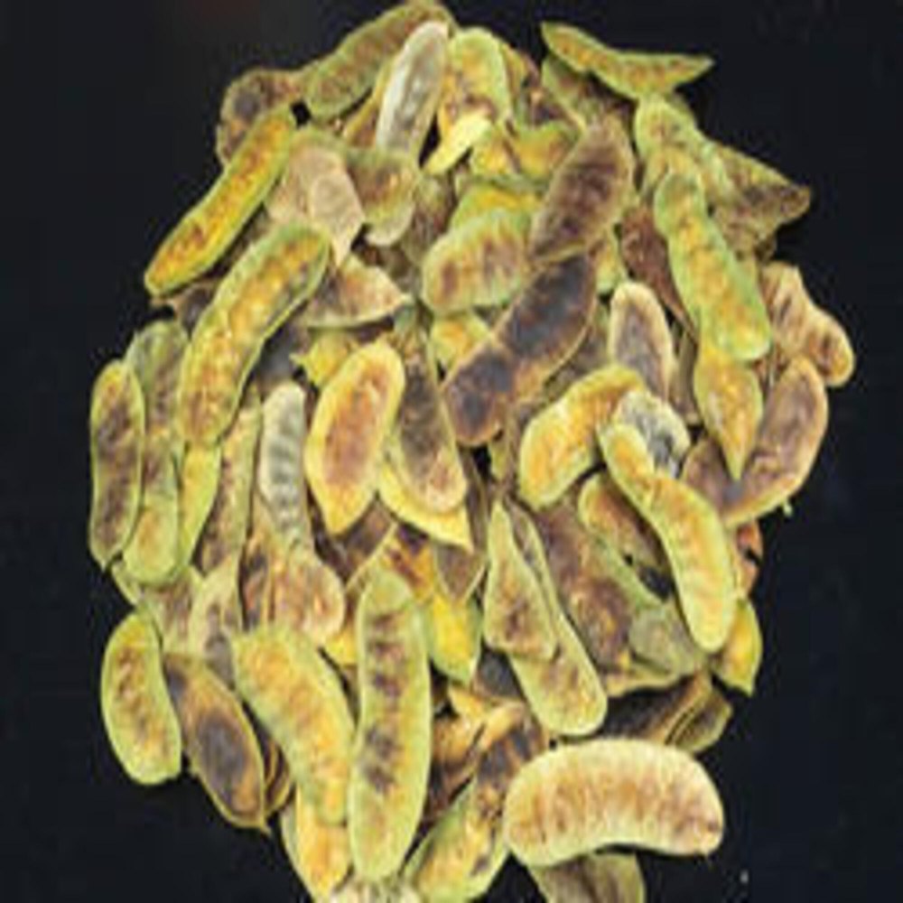 Cassia Angustifolia Dried Senna Pods