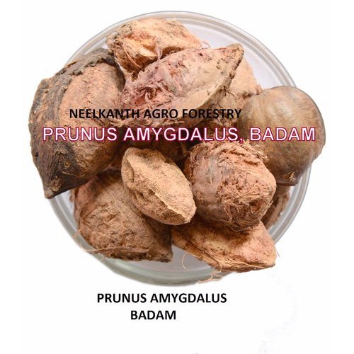 Neelkanth Agro Prunus Dulcis Badam Seed, Packaging Size: 1 Kg