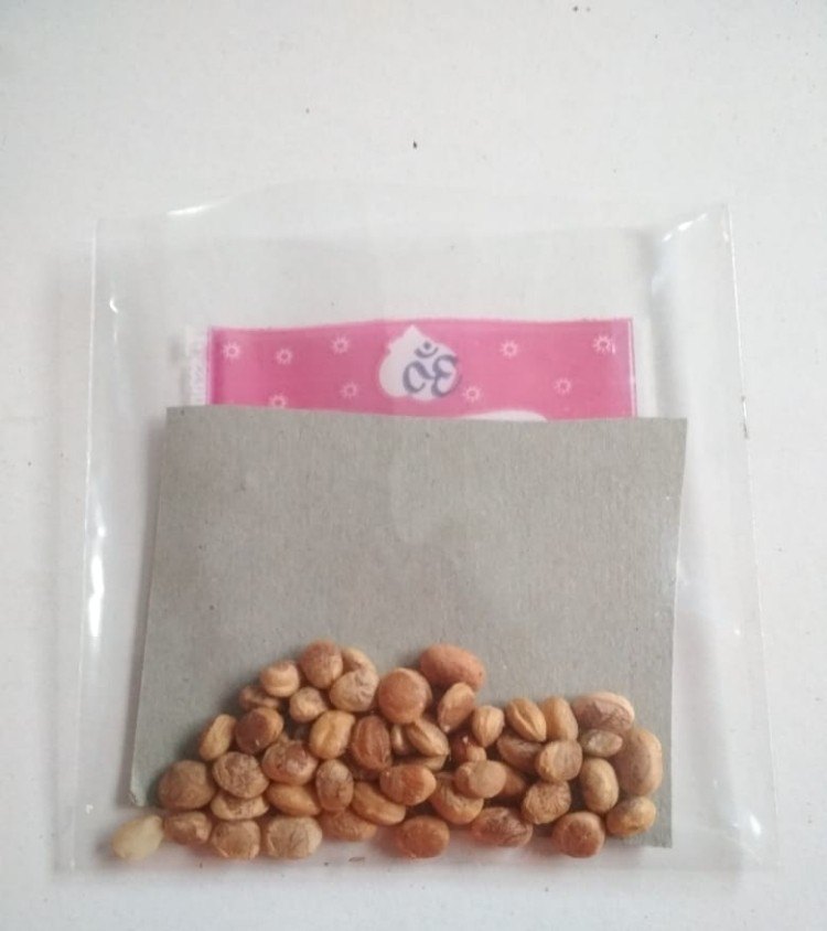 Charoli, Packaging Size: 15